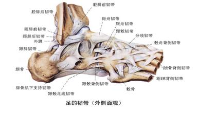 踝关节外科