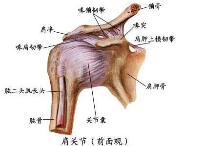 肩周炎